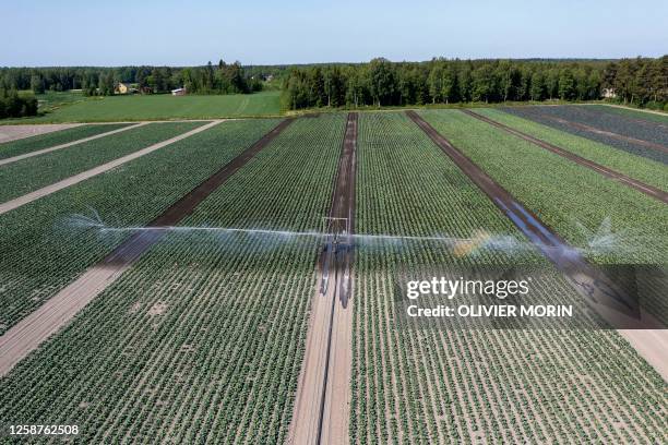 Finnish farmer Ville Rinta irrigates his field of cabbages in Isokyro, western Finland, on June 14 2023, due to very unusual dry and warm spring and...