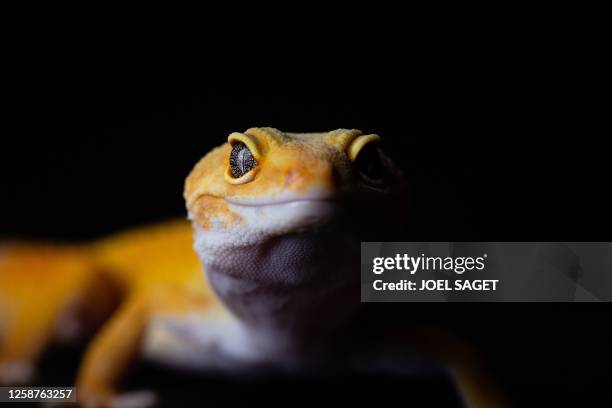 This photograph taken on November 18, 2021 shows a leopard gecko at "La ferme tropicale" in Paris.