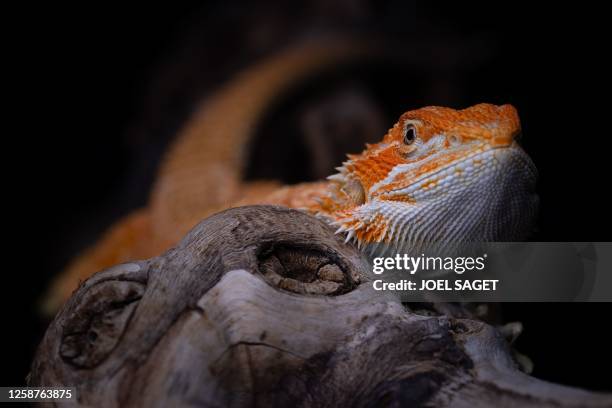 This photograph taken on November 18, 2021 shows a central bearded dragon at "La ferme tropicale" in Paris.