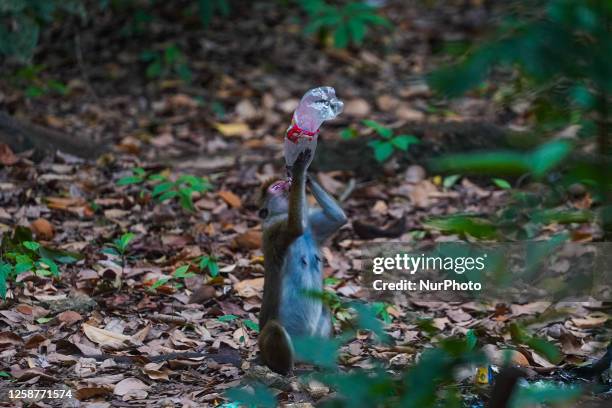 Toque macaque drinks water from a waste plastic bottle in Kurunegala, Sri Lanka, on June 17, 2023. Kurunegala is a major city in Sri Lanka. It is the...