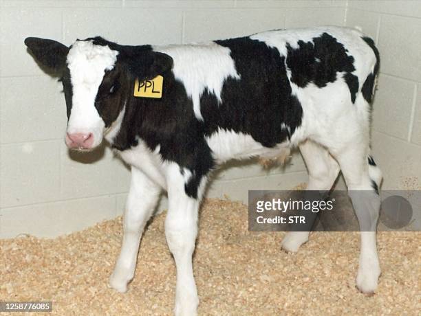 This photo released 24 February in London shows Mr Jefferson, a cloned calf, standing in his stall 19 February at the Virginia and Maryland Regional...