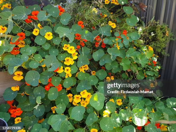 tropaeolum, or known as nasturtium or nasturtian - kapuzinerkresse stock-fotos und bilder