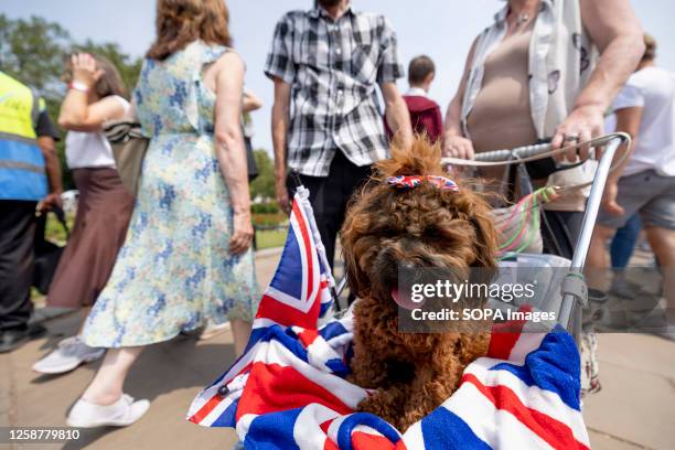 Poodle dog dressed in Union Jack pattern by her Royal Fan owner to celebrate the Trooping the Colour. King Charles leads his first Trooping the...