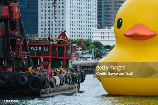 One of the two giant inflatable rubber ducks is deflated on June 18 in Hong Kong, China. The "Double Ducks" were created by Dutch artist Florentijn...