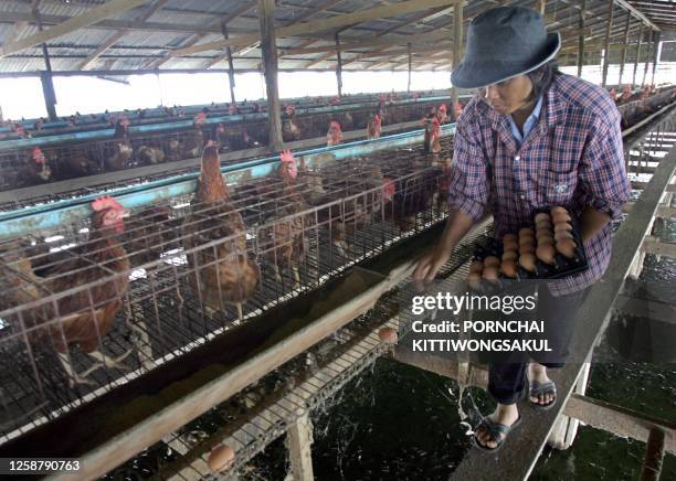 Thai worker collects eggs at chicken farm in Supanburi province northwest of Bangkok, 20 September 2005. US President George W. Bush will push for an...