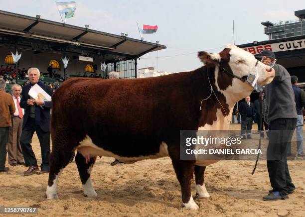 Worker prepares a Hereford heifer for its valuation 01 August, 2005 during the 119th Rural Expo in Buenos Aires. AFP PHOTO DANIEL GARCIA Un peón...