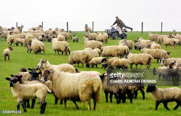 Tom Griffith brings feed to his sheep and their lambs on his farm at Great Doddington, in Northamptonshire, 60 miles north of London Friday 23 March...