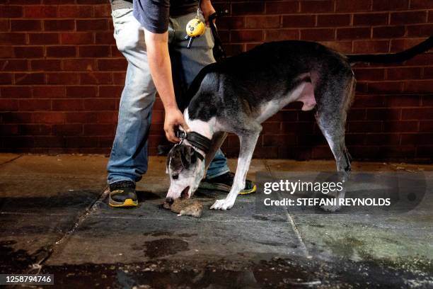 Dc Street Rats 942 Adams Morgan Washington Dc Stock Photos, High-Res Pictures, and ...