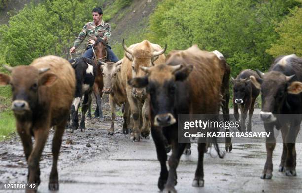 Cowherd follows cows at the North Ossetia and South Ossetia border near a village of Kvaisa some 230 km outside Vladikavkaz on May 29, 2008. Georgia...