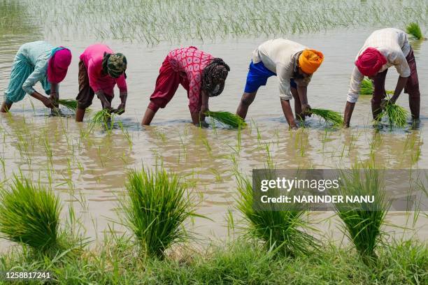 People plant rice saplings at a water-logged rice field on the outskirts of Amritsar on June 19, 2023.