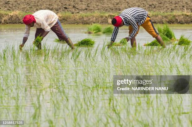 People plant rice saplings at a water-logged rice field on the outskirts of Amritsar on June 19, 2023.