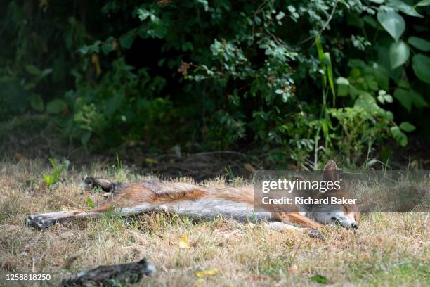 An urban red fox stretched out on the grass of an urban garden in south London, on 17th June 2023, in London, England.