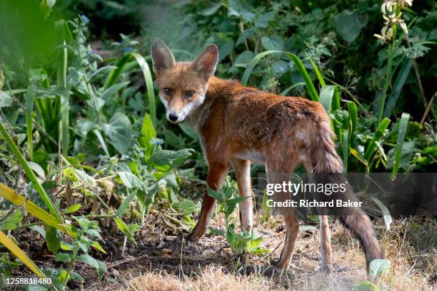 An urban red fox seen in an urban garden in south London, on 17th June 2023, in London, England.