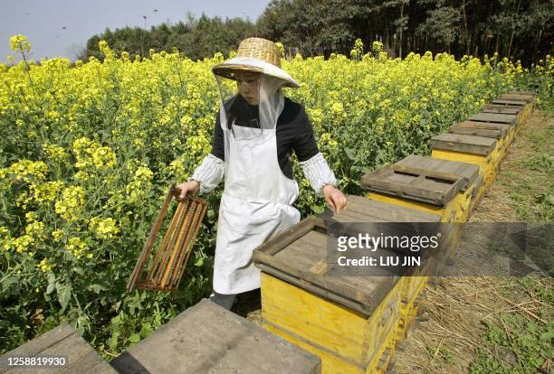Shui Qirong, daughter of apiarist Shui Xinping, works at the private owned apiary built in a rape field 31 March 2006, on the outskirts of Chengdu,...