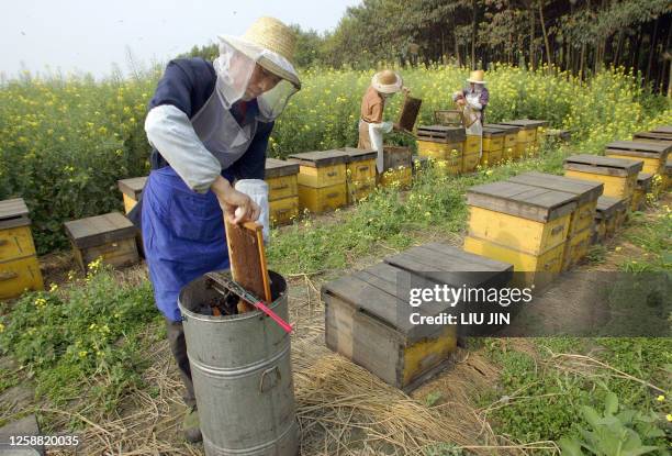 Shui Xinping collects honey at the private owned apiary built in a rape field 31 March 2006, on the outskirts of Chengdu, in China's southwestern...