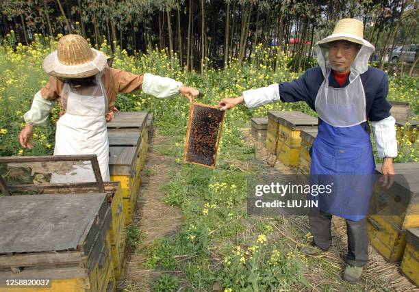 Wu Fuxing passes a honeycomb frame to his father-in-law Shui Xinping as they collect honey at the private owned apiary built in a rape field 31 March...