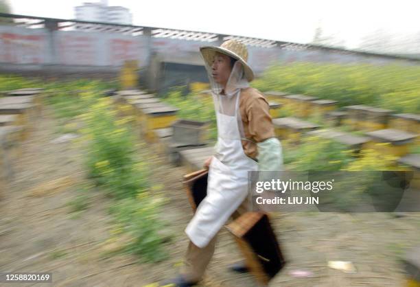 Wu Fuxing, the son-in-law of Shui Xinping, prepares to collect honey at the private owned apiary built in a rape field 31 March 2006, on the...