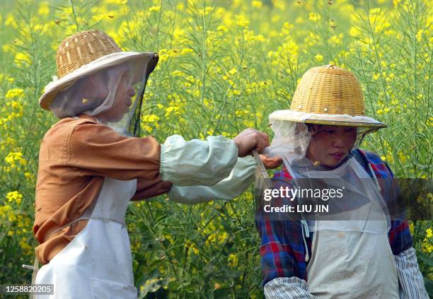 Wu Fuxing helps his wife Shui Qirong to wear the protective hat at the private owned apiary built in a rape field 31 March 2006, on the outskirts of...