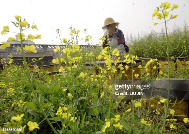 Shui Qirong, daughter of apiarist Shui Xinping, works on the beehives behind the rape flowers at the private owned apiary built in a rape field 16...