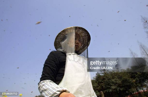 Shui Qirong, daughter of apiarist Shui Xinping, walks among the buzzing bees at the private owned apiary built in a rape field 16 March 2006, on the...