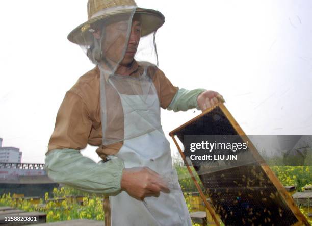 Wu Fuxing, the son-in-law of Shui Xinping works on collecting honey at the privately owned apiary built in a rape field 31 March 2006, on the...