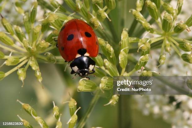 Ladybug in Toronto, Ontario, Canada, on June 16, 2023.