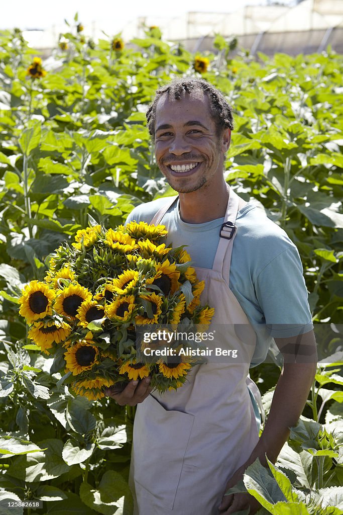 Worker picking sunflowers