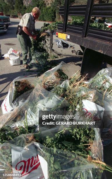 Drug enforcement officer stuffs plastic bags with marijuana confiscated from a plantation in the Angeles Forest outside Los Angeles, CA 18 September....