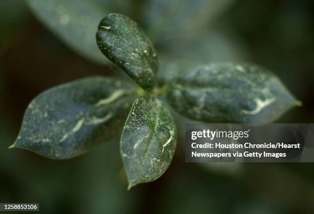 Pollen covers cars,plants and everything in sight in the Kingwood area, Friday afternoon.