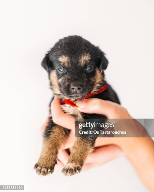 hands holding a pupp with a red collar - adoption stock pictures, royalty-free photos & images