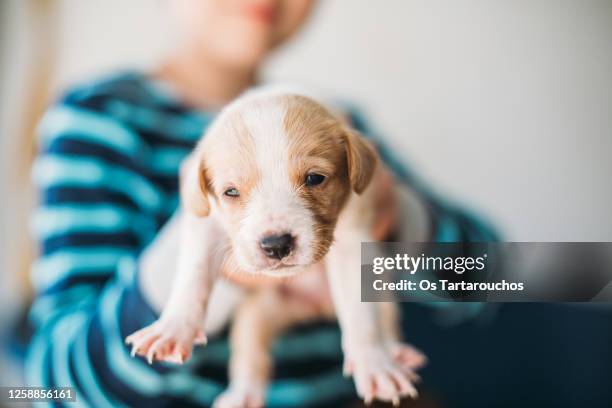 kid holding a puppy - newborn puppy stock pictures, royalty-free photos & images