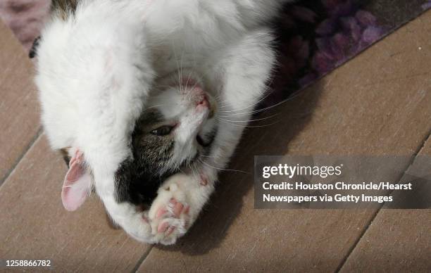 The first cloned cat, lounges on the screened porch of her cat house that she shares with her cat famly, in the backyard of their caregiver, Dr....