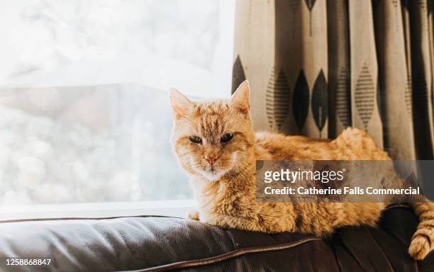 ginger cat sitting on top of the back os a leather sofa, by a light window - crouching cat stock-fotos und bilder