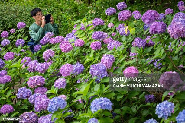 Man takes photographs of hydrangea flowers at a park in Tokyo on June 21, 2023.