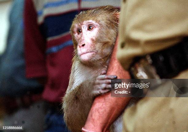 Rhesus monkey, which grabbed a local resident and refused to let go for two hours, clings on to a policeman after being seperated from his scared...