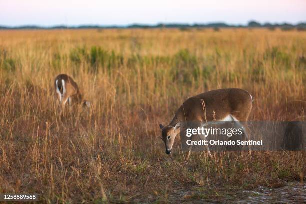 White-tailed deer graze in the early morning at Kissimmee Prairie Preserve near Okeechobee, Florida, on Feb. 1, 2022.