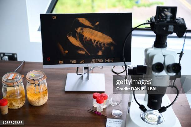 Antarctic copepods are analysed with a microscopes during a visit of the British Antarctic Survey's headquarters in Cambridge, on June 19, 2023 for...