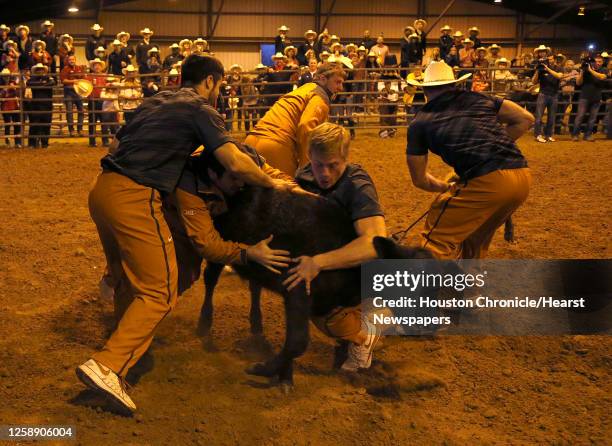 Members of the University of Texas try to grab a calf during the calf scramble competition during the Texas Bowl Rodeo at the George Historical...