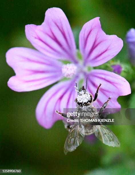 Mallow Bee 237 Common Mallow Flowers Stock Photos, High-Res Pictures, and Images ...