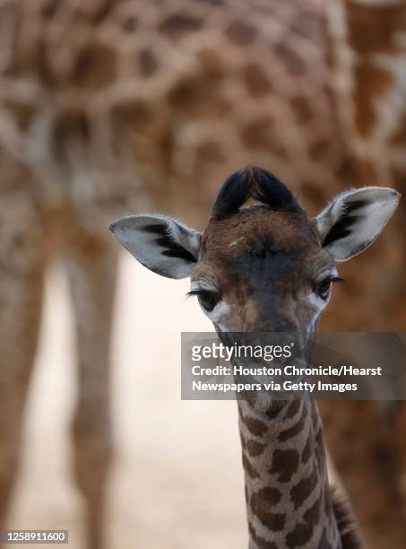 Gigi the baby giraffe at the Houston Zoo on Friday, Sept. 4, 2015. The 6-foot-tall baby was born shortly before 7:45 p.m. On Monday, Aug. 31 in the...