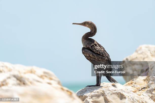 the socotra cormorant - kormoran stock-fotos und bilder