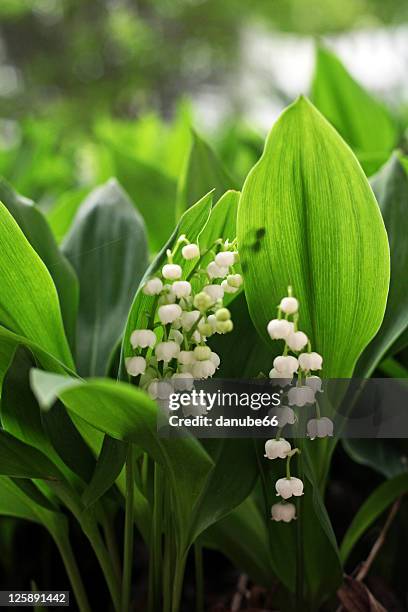 lily of valley - carmel indiana stockfoto's en -beelden