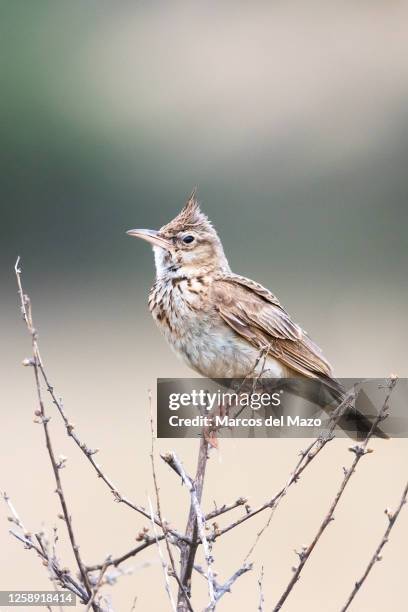 Crested lark bird perched on a branch.