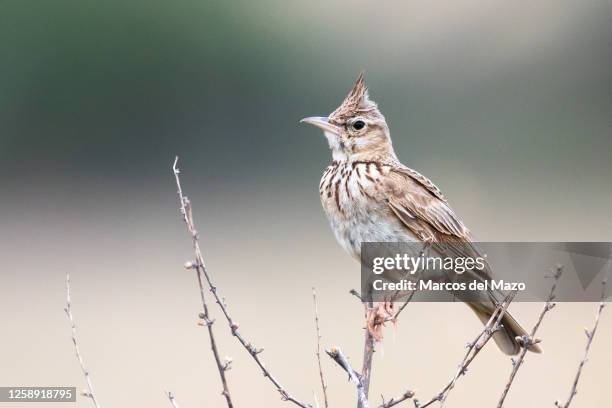 Crested lark bird perched on a branch.