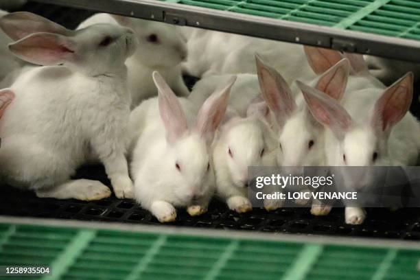 Non Breeding Rabit 73,621 Rabbit Stock Photos, High-Res Pictures, and Images - Getty Images