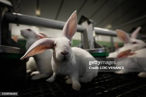 Non Breeding Rabit Breeding Of Rabbit Stock-Fotos und Bilder - Getty Images