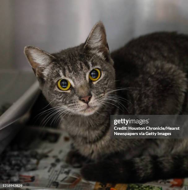 Lady is a 1 1/2 year old grey tabby Domestic shorthair cat available for adoption from Harris County Pets, photographed, Thursday, July 30 in...