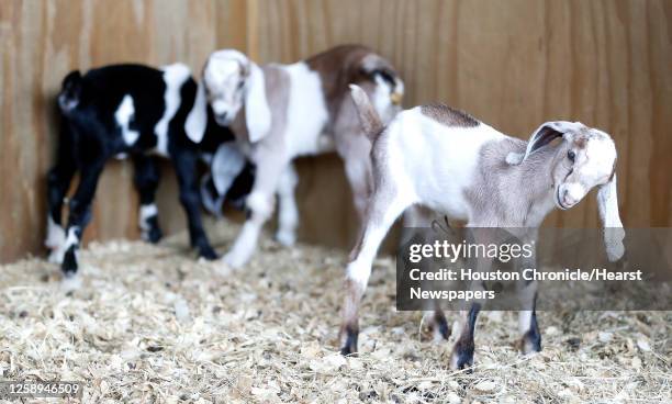 February Goat 343 Phoebe Rose Stock Photos, High-Res Pictures, and Images - Getty Images