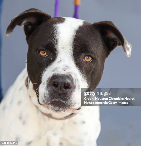Connor is a 2-year-old, male, white/black American Bulldog mix available for adoption at Harris County Pets, photographed Wednesday, Jan. 26 in...