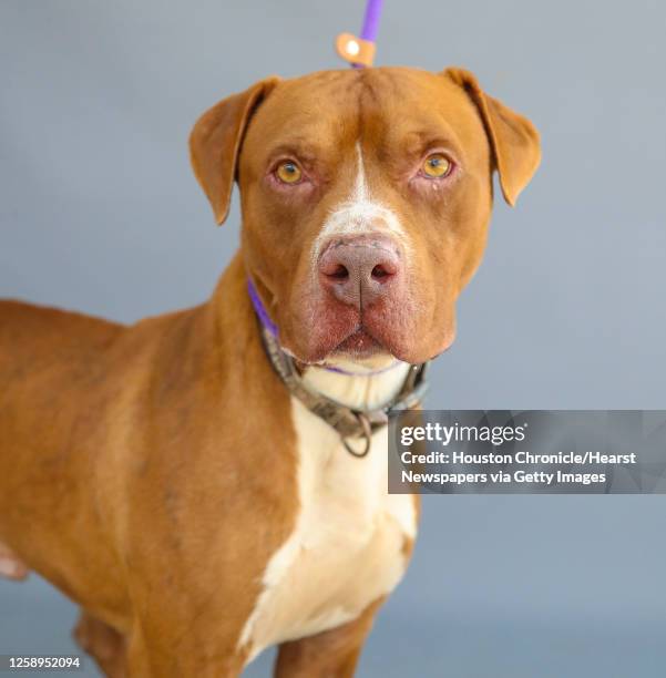 Rome is a 3-year-old, male, brown American Bulldog mix available for adoption at Harris County Pets, photographed Wednesday, Jan. 26 in Houston. Rome...